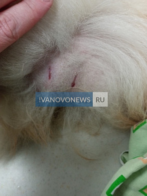 В Иванове агрессивная бездомная собака покусала шпица и его хозяйку